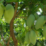Xoài ngâm đường - Image 2